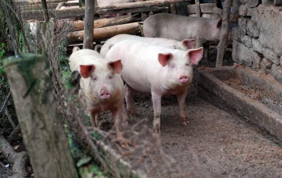 ЕС одобри облекчения за търговията у нас с живи свине и продукти от тях