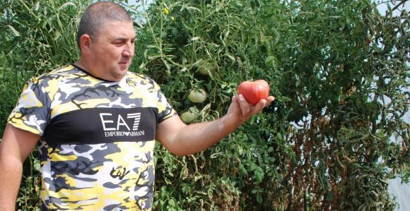 Едва 20 на сто от вкусните розови домати на Венци Петков ще се продават у нас