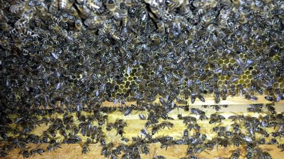 Симптоми на отравяне на медоносни пчели
