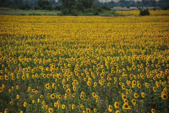 Сушата натисна силно реколтите от зърно и слънчоглед в Румъния