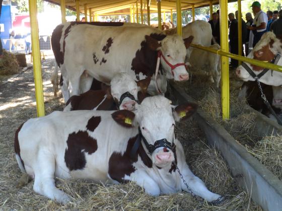 Новостите при обвързаната подкрепа за млечни крави – Кампания 2023 г.