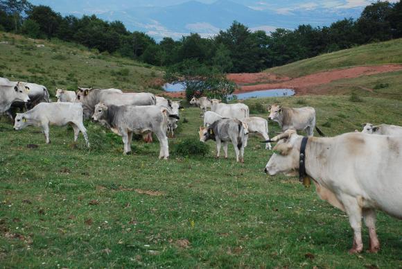 Породите месодайни и застрашени от изчезване говеда, за които ще има обвързана подкрепа
