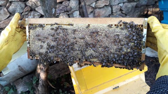 За подвижното пчеларство трябва да гарантирате, че ще останете в бизнеса поне три години