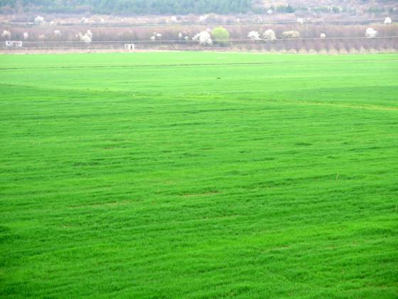 Сушата в Испания натиска прогнозите на ЕК за реколтата от зърно в ЕС