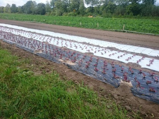 Ефективни начини за запазване на влагата в почвата