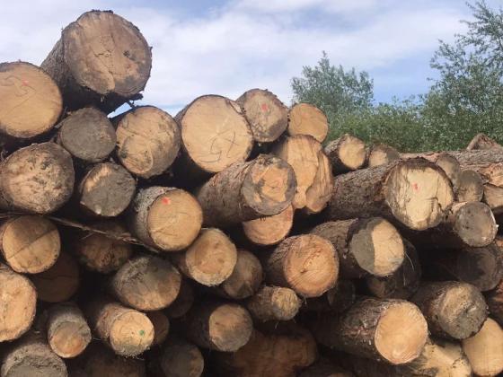 Разкриха кражба от временни складове на обекти за дърводобив в Пловдивско