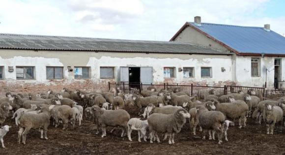 Добруджанският институт се представи с тънкорунна порода на събора на овцевъдите