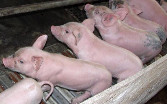 До 19 май се кандидатства за първи транш за хуманно отношение към свине за угояване