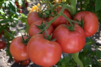 Схема за подхранване на доматите след засаждането им на постоянно място