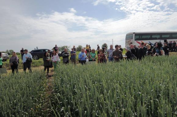 Новият сорт садовска пшеница „Яйлзла”, представен в Деня на фермера