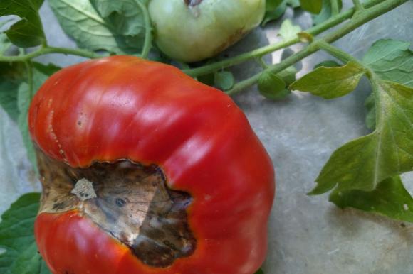 Особености и причини за появата на върхово гниене при доматите