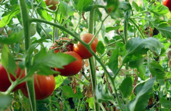 Подхранване на доматите по време на цъфтеж и плододаване