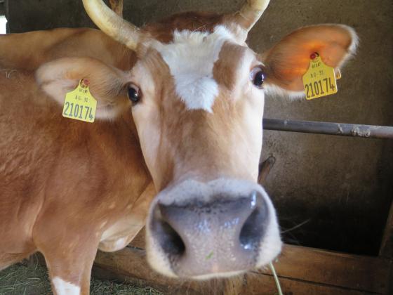 Над 1500 крави не понесоха ниските положителни температури в Бразилия