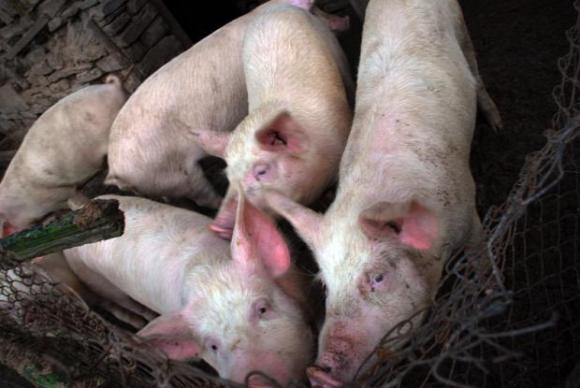 Пораженията върху семейните ферми след африканската чума по свинете