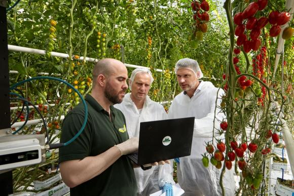 Роботизираното реколтиране на домати позволява по-бързи иновации в земеделието