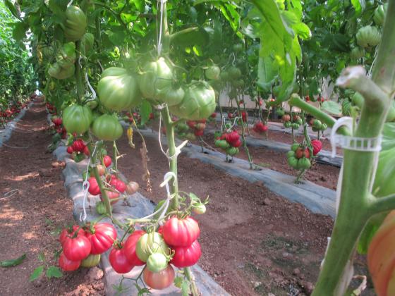 Какво да правим, ако се счупи доматеният храст?