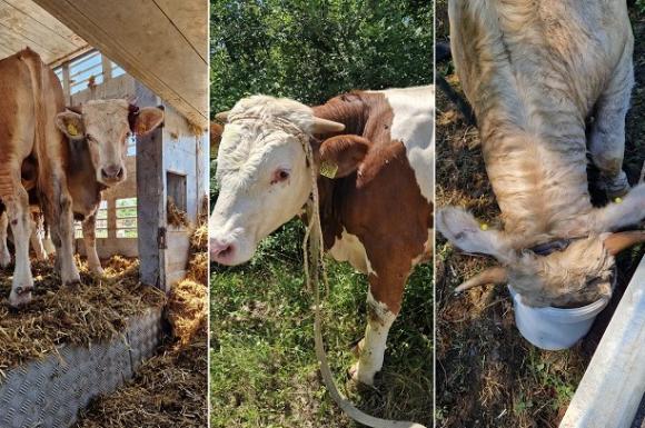 Продължават опитите за залавяне на още седемнадесет животни от преобърналия се камион в района на село Петревене