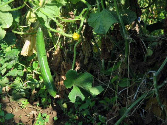 Причини за кореново гниене при краставиците и мерки за контрол