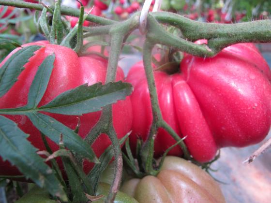 Къде отива сладостта на доматите и защо киселеят?