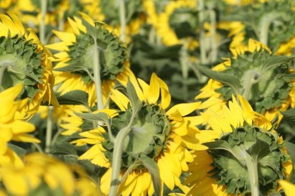 Оптимистични прогнози за новата слънчогледова реколта