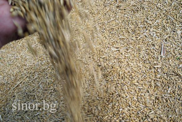 Реколта 2023 г. –  6,5 млн. т пшеница и 724 хил. т ечемик, една седма от второто зърно вече е изнесено