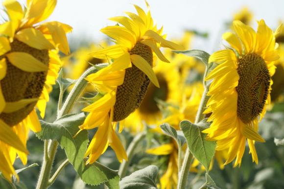 Първите партиди украински слънчоглед нова реколта вече се предлагат на пазара