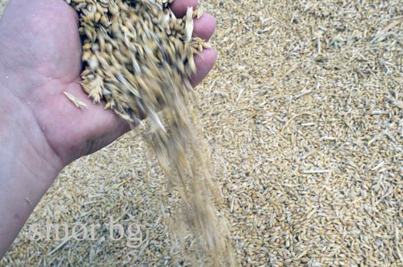 Лошото качество на пшеничната реколта в Украйна парадоксално вдига цените