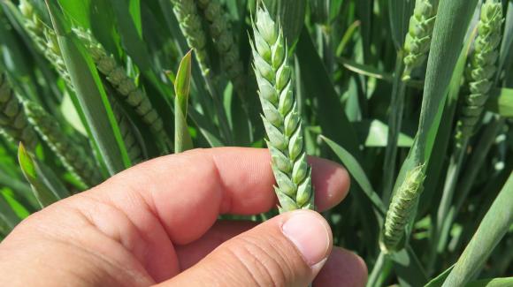 Над половината пшеница от новата реколта в Германия става само за фураж