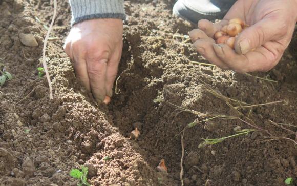 Какво да засадим след картофите?
