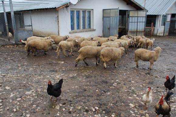 За 10 години – освен при свинете и птиците огромно окрупняване има и в овцевъдството