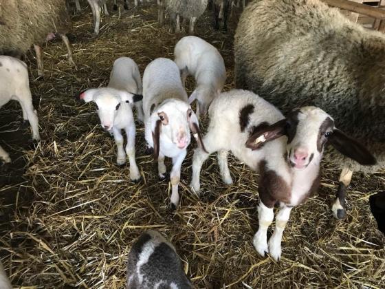 Откраднаха 3 агнета, 4 овце и овен от селски двор в Шуменско 