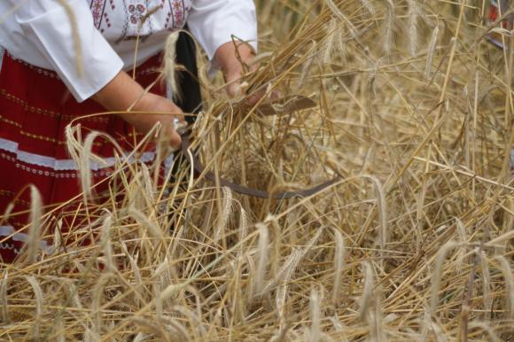НАЗ към депутатите: Отпадне ли забраната за внос от Украйна, родното земеделие загива  