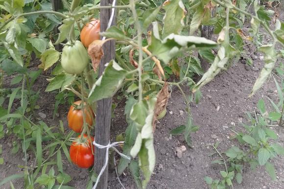 Ускорено узряване на доматите с помощта на доматена хирургия и дървесна пепел