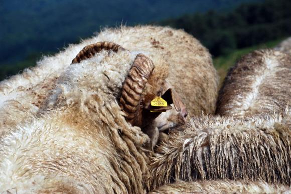Обявено е огнище на шарка по овцете в Бургаско