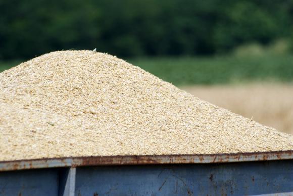 Забраната на вноса на зърно от Украйна не спря поевтиняването му в света