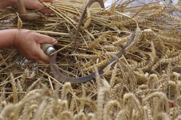 Българска и румънска пшеница печелят египетски търг