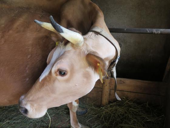В Сливен е образувано досъдебно производство за липса на животни заявени пред ДФЗ