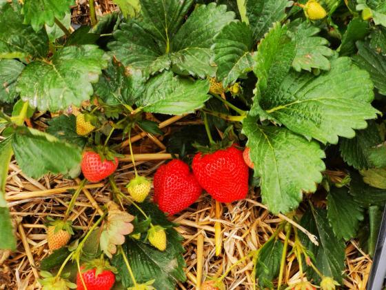 Топлата есен удължава сезона за отглежданите на открито ягоди в Полша