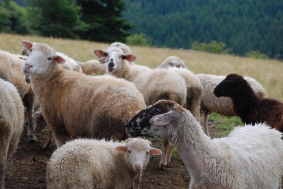 Поголовието от овце в Англия се срина до 12-годишно дъно