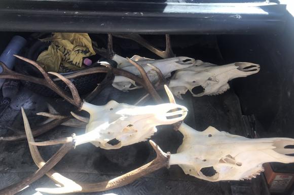 Нерегистрирани ловни трофей от благороден елен задържаха в Пловдив