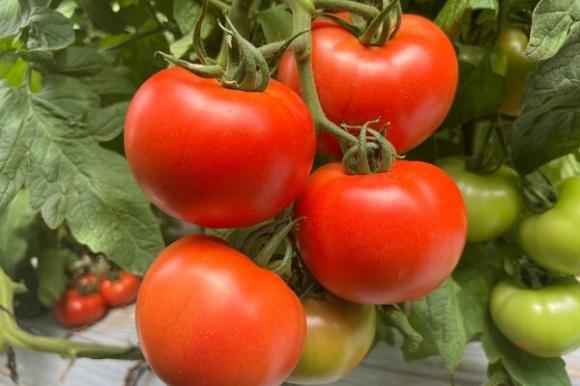 Вирусът на кафявото набраздяване по доматите (ToBRFV) вече може да се пребори с устойчив сорт
