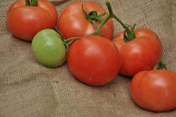 Семе домат