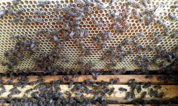 Дават 5 дни на пчеларите да поправят фаталните си грешки от Кампания 2023