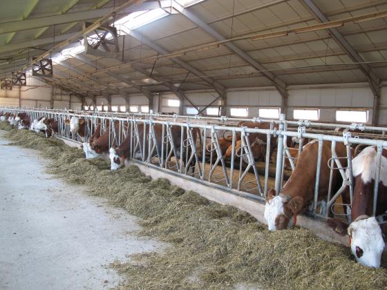 Вътев: Поименно мога да изброя 92-те животновъди, обезщетени с тавана от 250 хил. евро заради Украйна