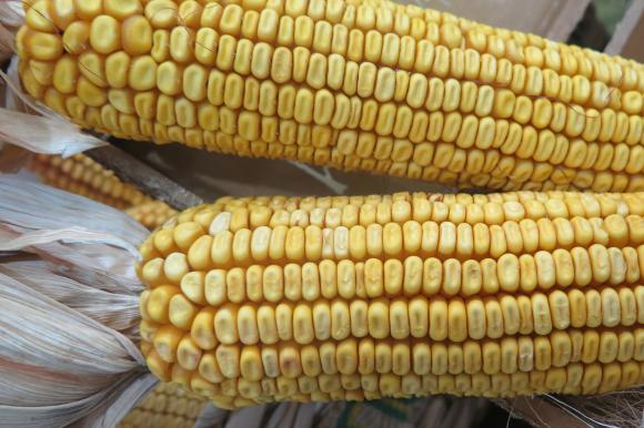 Експертите очакват засилване на износа на украинската царевица за Евросъюза