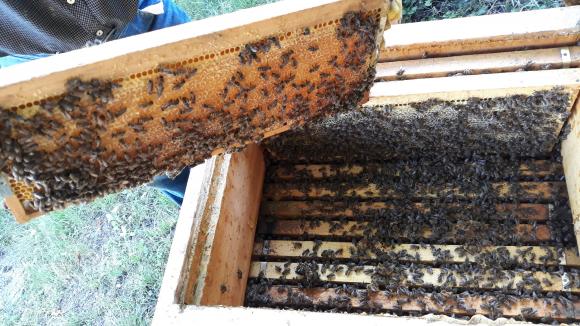 Актуализиран е списъкът с пчеларите, отглеждащи пчелни майки и отводки