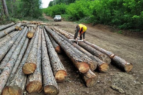 Новите правила за сечи в горите улесняват държавата и общините в осигуряването на дърва за огрев