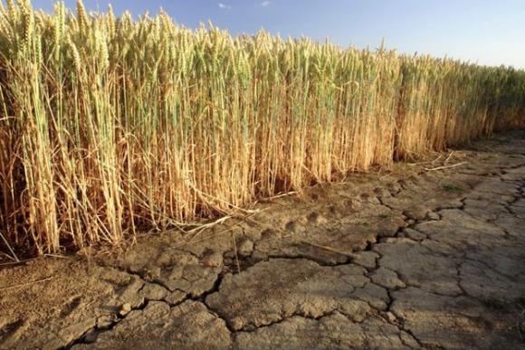 Анализ на Евростат за сушата и пораженията й върху зърнената реколта през 2022 г. 