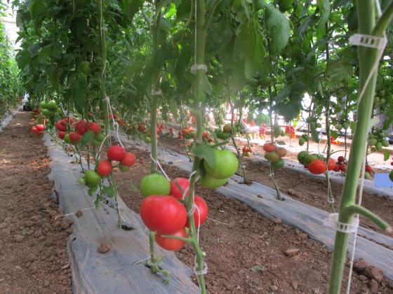 Срив в добивите при всички зеленчуци това лято, с изключение на доматите
