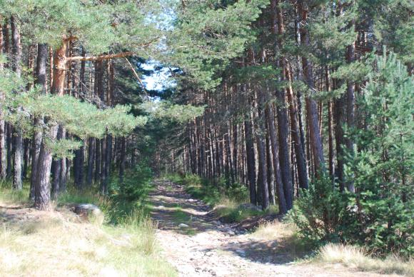 ЕК ще съди България, ако не решим казуса със заменките на гори до началото на 2024 г.